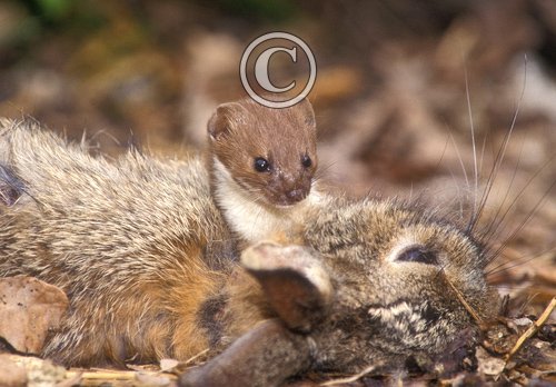Weasel DM0608